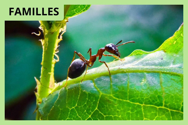 Parcours conté au château Citran Léo au pays des fourmis Avensan