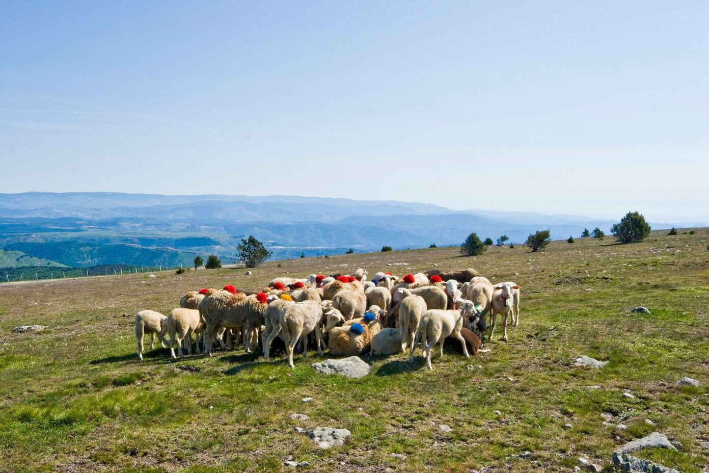 PASTORALISME ET BIODIVERSITÉ SUR LE MONT LOZÈRE Pont de Montvert Sud Mont Lozère