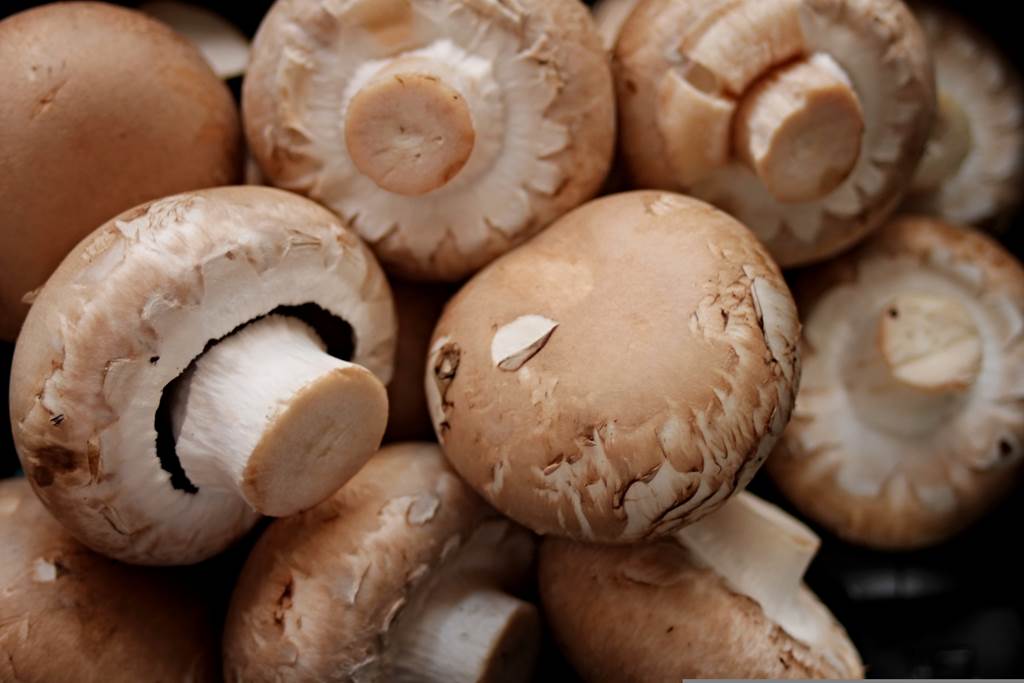 Permaculture et Champignonnière Vireux-Molhain