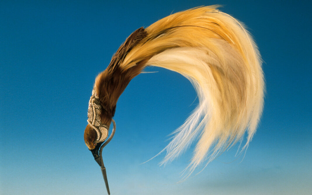 Plumes du paradis. Voyages d’un oiseau extraordinaire de Nouvelle-Guinée Musée du quai Branly – Jacques Chirac Paris
