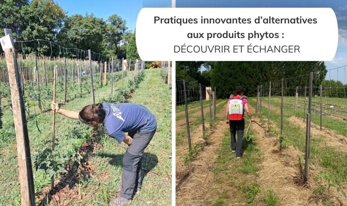 Pratiques innovantes d&rsquo;alternatives aux produits phytos : découvrir et échanger, SCEA DE BENEDIT, à MAYLIS (40), Maylis
