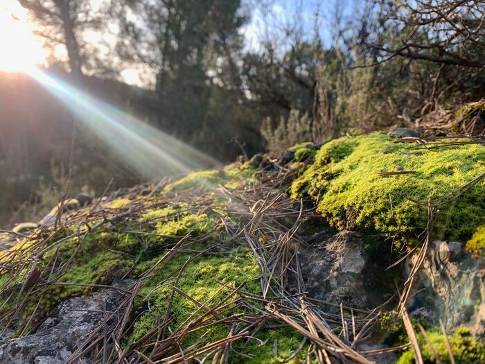 Premiers pas à la découverte des Bryophytes, 13100 Beaurecueil, France, Beaurecueil