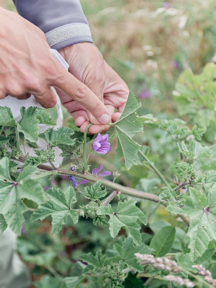 Prés salés et autres plantes comestibles, Camping Odé Vras – 3 étoiles – Finistère Nord, Plounévez-Lochrist