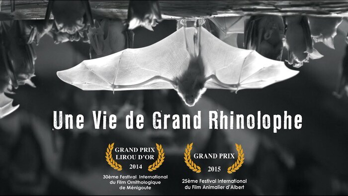 Projection « Une vie de Grand rhinolophe », Bibliothèque Nelson Mandela, Vitry-sur-Seine