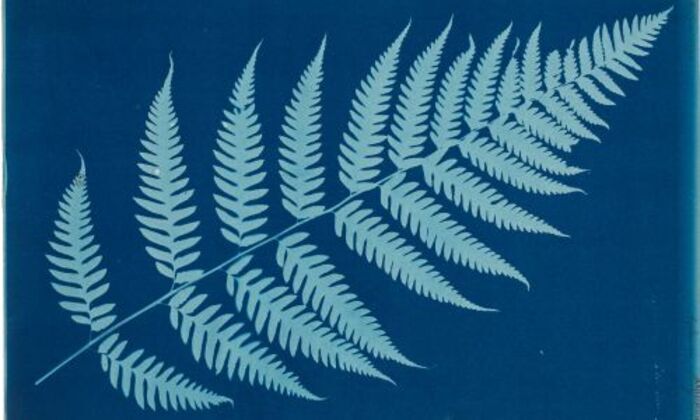 Projections monumentales de cyanotypes botaniques sur la façade de la Cité administrative, Médiathèque Astrolabe, Melun