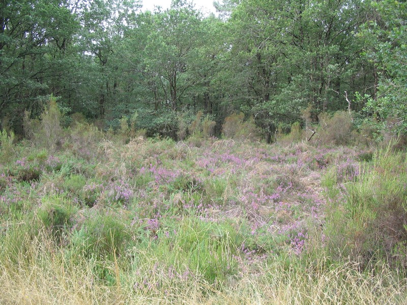 Quand la forêt cotoie la lande!  Vendœuvres