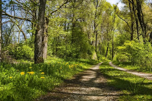 Randonnée dans la fraîcheur du matin Jouels Rébintin La Longagne  Sauveterre-de-Rouergue