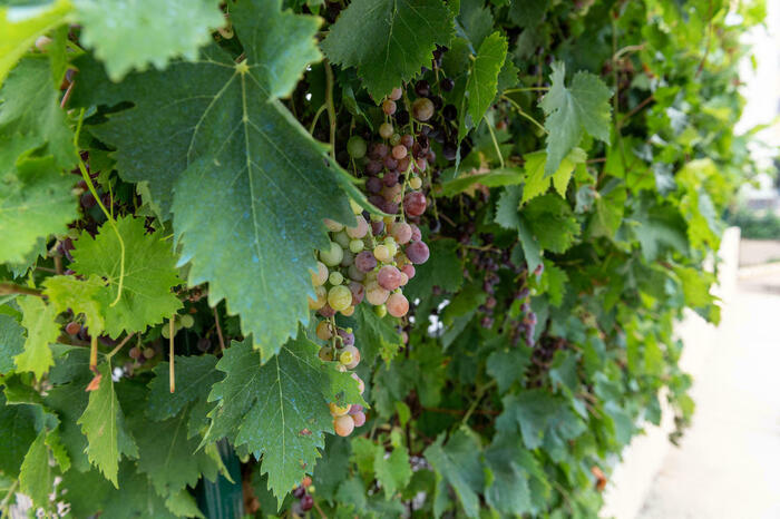Randonnée De la Vigne au Verre, Cave Coopérative des Vignerons de Tornac, Tornac