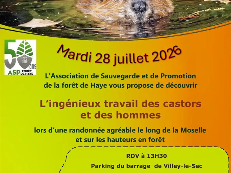 Randonnée L’ingénieux travail des castors et des hommes Villey-le-Sec