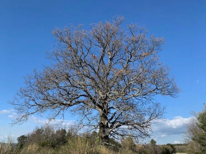 Reconnaître les arbres en hiver, Parc de Saint-Pons, 13420 Gémenos, France, Gémenos