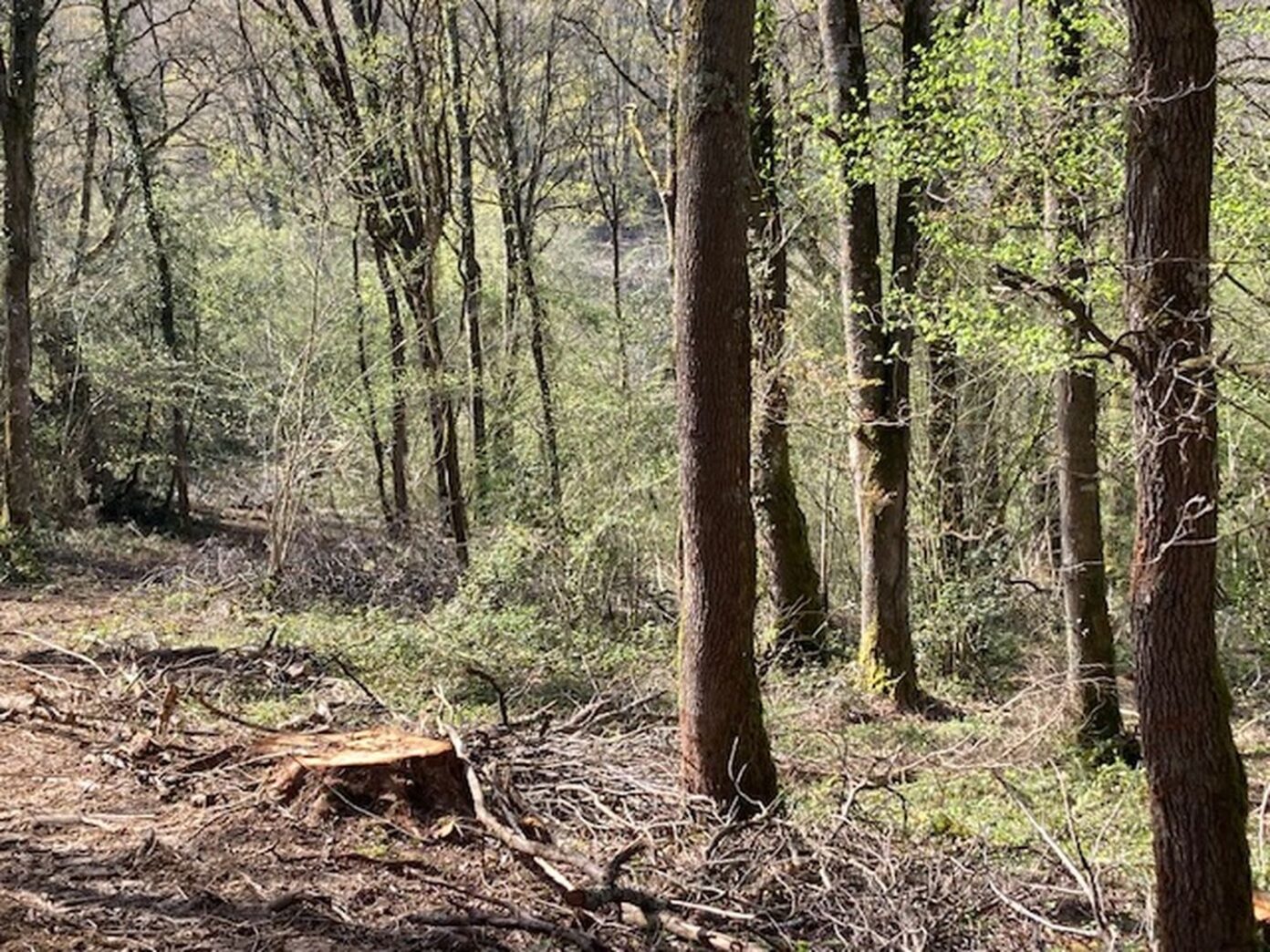 Refuge de fraîcheur, venez découvrir la vie secrète des forêts Lembeye