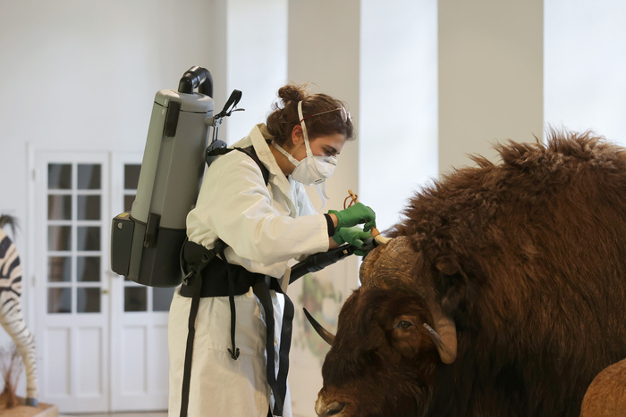 Rencontre avec la conservatrice du musée, Musée Saint-Loup (Beaux-Arts et archéologie, Muséum d’histoire naturelle), Troyes