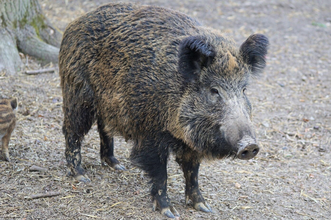 Repas de chasse Hautefaye