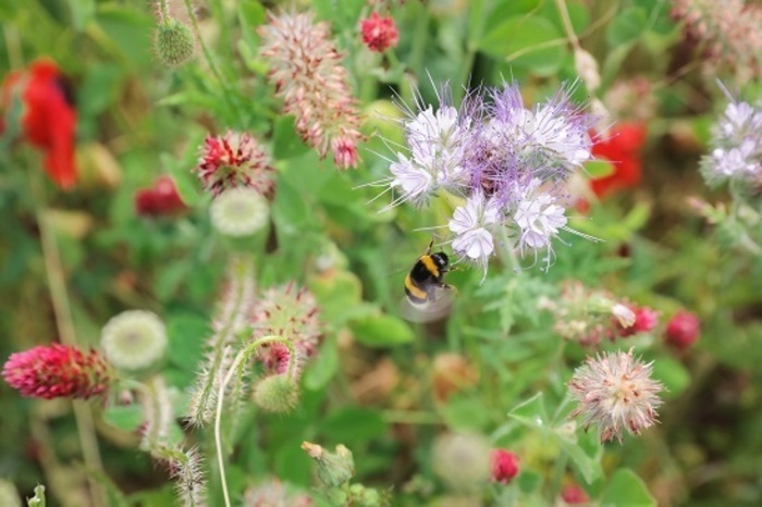 Repenser / transformer son jardin Dans le jardin d’un particulier Rennes