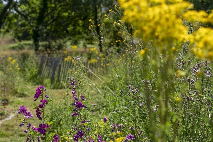 Repenser / transformer son jardin, Dans le jardin d’un particulier, Vezin-le-Coquet