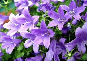 RÉUNION PUBLIQUE FAISONS FLEURIR NOTRE VILLAGE Vialas