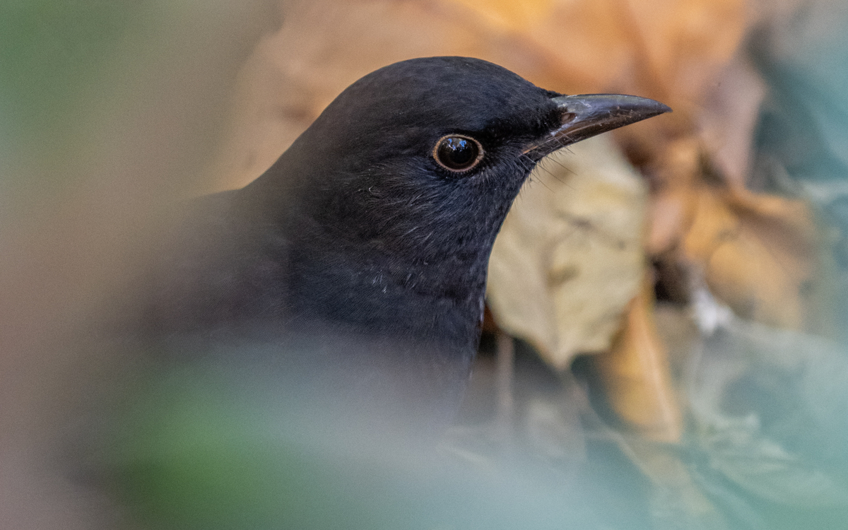 Science participative : Oiseaux des jardins Maison Paris Nature Paris