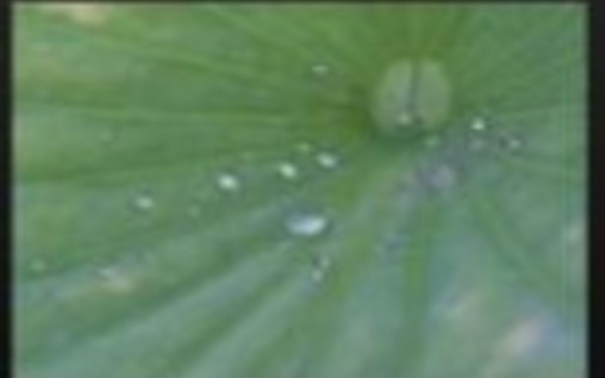 S'inspirer des plantes et de leurs propriétés imperméables