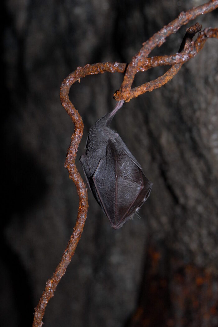 Soirée chauve-souris à St-Cyr-de-Valorges, Saint-Cyr-de-Valorges, Saint-Cyr-de-Valorges