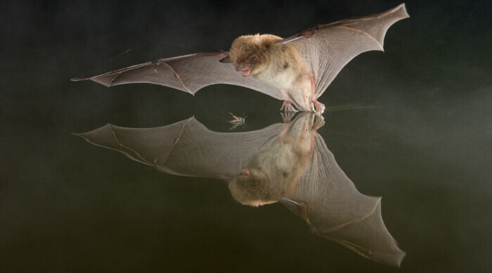 Soirée Chauve-souris, Parc des Prés de la Bièvre, Fresnes, Fresnes