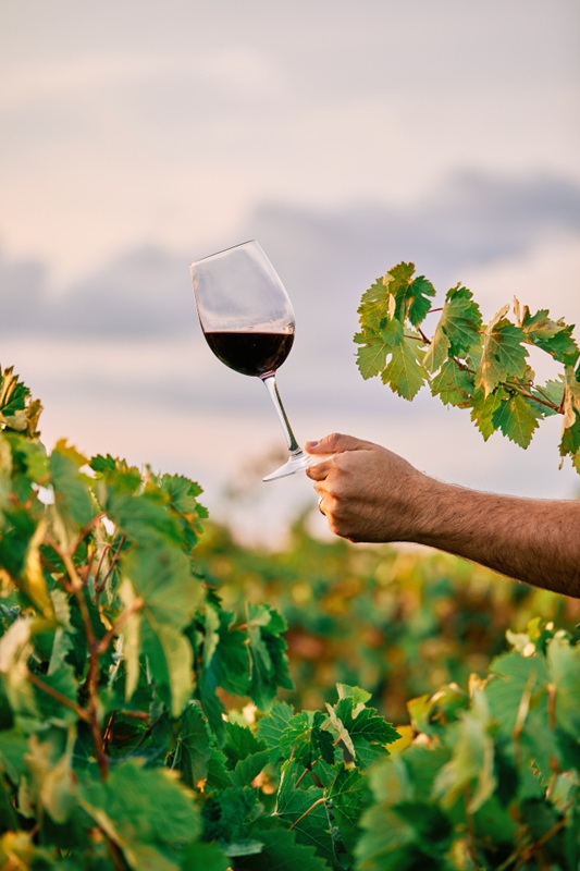 Soirées Vigneronnes au Domaine de Lasfargues Domaine de Lasfargues Florimont-Gaumier