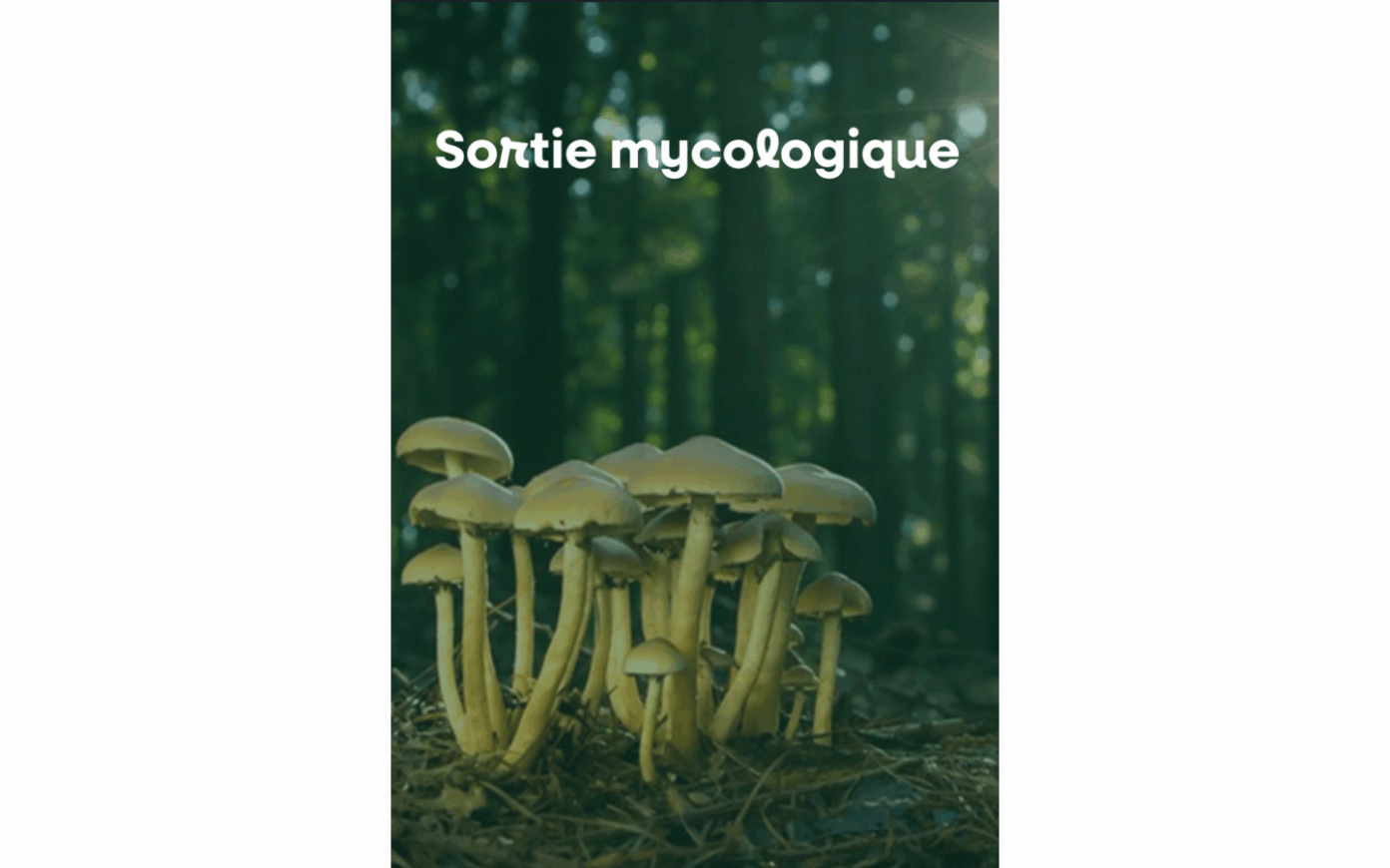 Sortie mycologique Larrau