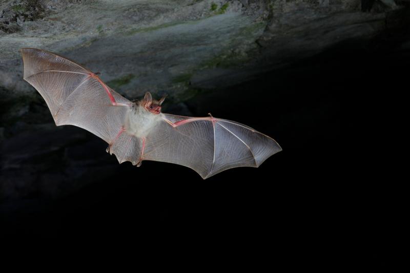 Sortie nature A l&rsquo;écoute des chauves-souris Maison de la Réserve Labergement-Sainte-Marie