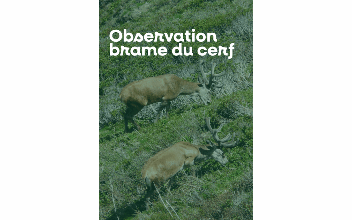 Sortie nature à l&rsquo;écoute du brame du cerf D19 Larrau
