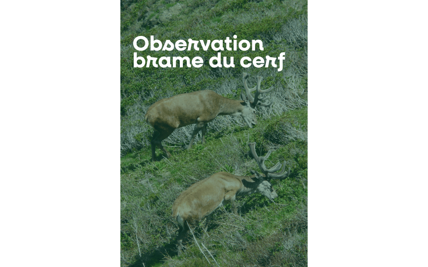 Sortie nature à l'écoute du brame du cerf Chalets d'Iraty Larrau 2026-09-30