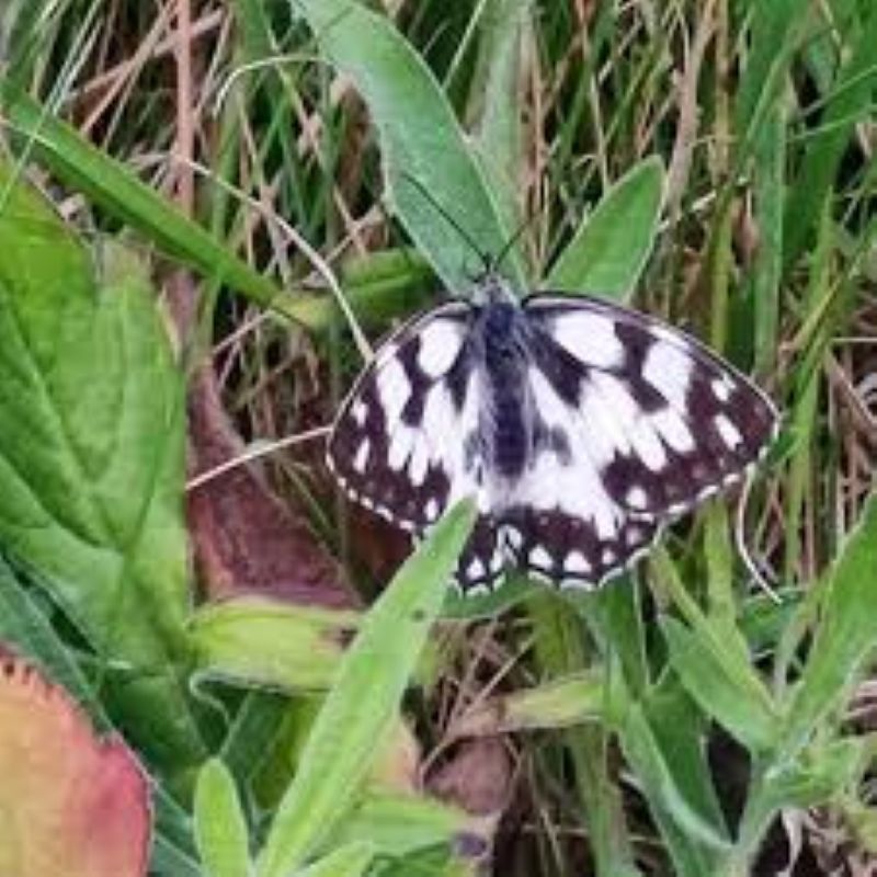 Sortie nature Drôles de bêtes aux carrières Donville-les-Bains