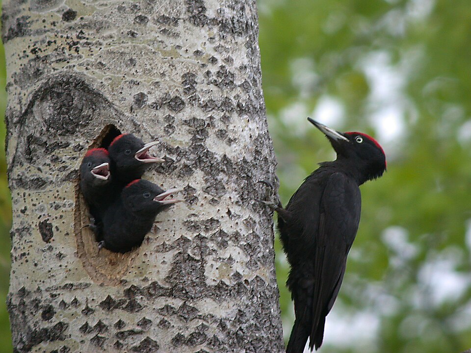 Sortie nature Oiseaux des forêts Maison de la Réserve Labergement-Sainte-Marie
