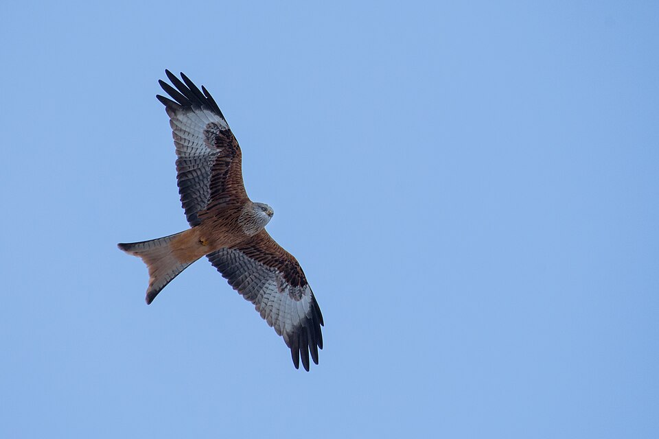 Sortie nature Rapaces du Haut-Doubs Maison de la Réserve Labergement-Sainte-Marie