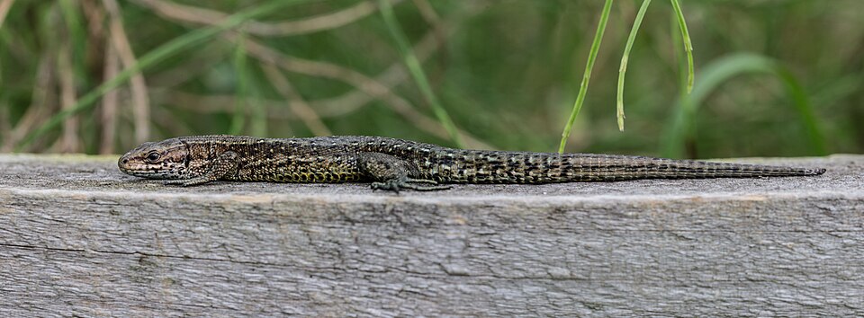 Sortie nature Reptiles du Haut-Doubs Maison de la Réserve Labergement-Sainte-Marie