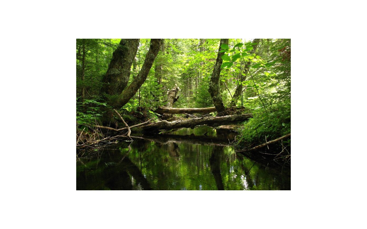 Sortie nature Saligue secrète, une vie animale Gave de Pau (Gelos) Gelos