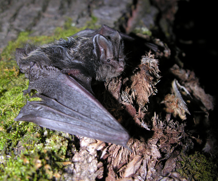 Sortie nocturne : Les murmures du crépuscule Maison du lac nances Nances