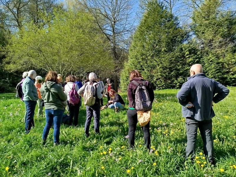 Sortie plantes sauvages comestibles  Saint-Macaire