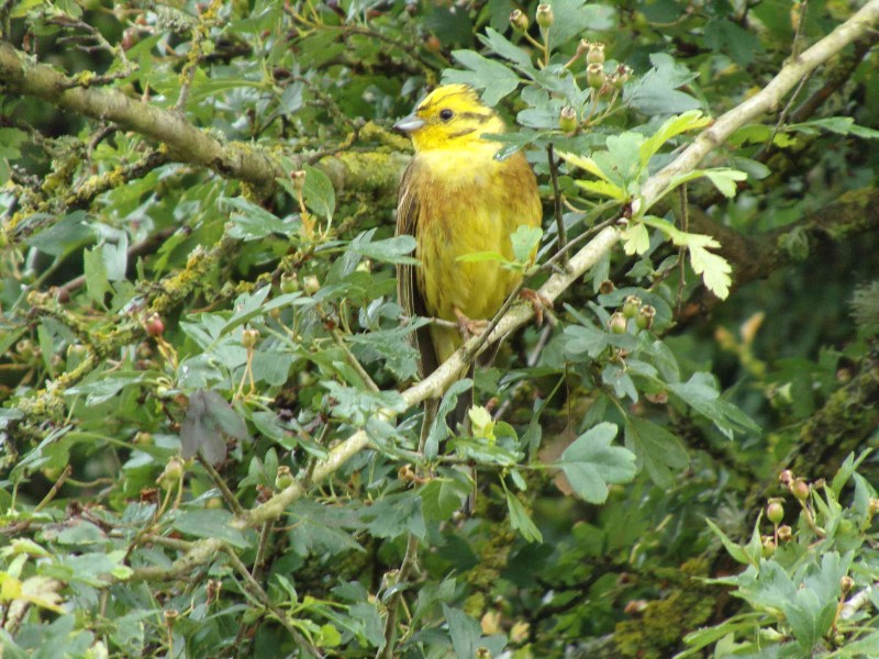 Sorties oiseaux des bords de Loire Concerts, gazouillis et autres symphonies d’oiseaux Beaulieu-sur-Loire
