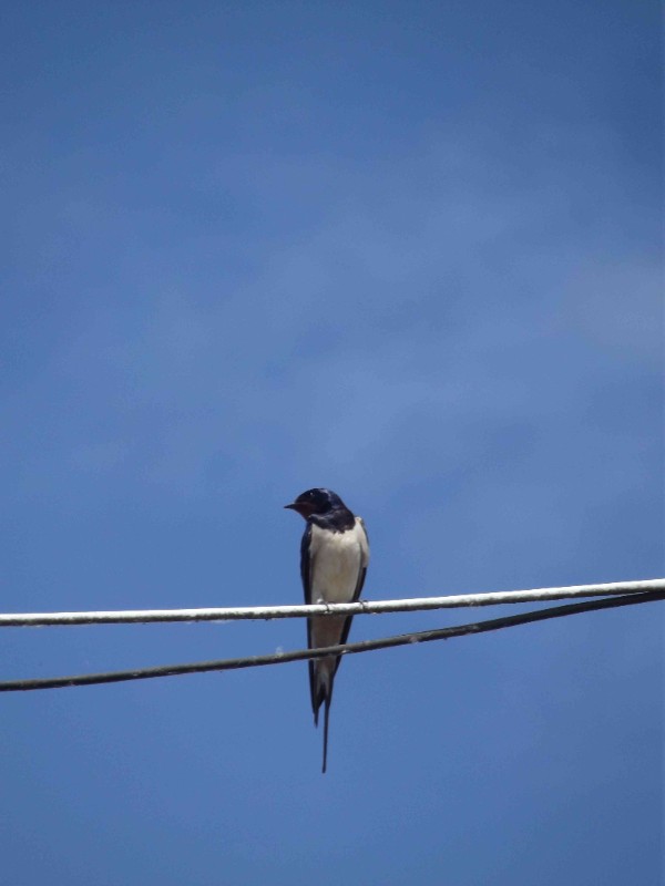 Sorties oiseaux des bords de Loire on me nomme oiseau, qui suis-je ? Beaulieu-sur-Loire