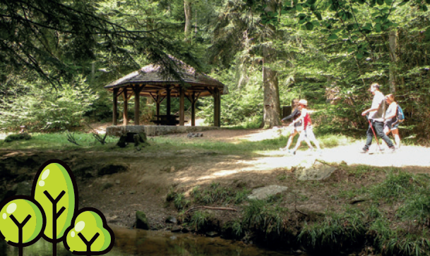 Sorties Sylvothérapie Bains de forêt Bains-les-Bains La Vôge-les-Bains
