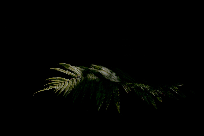 Sortir de l’ombre: créez votre super-plante!, Musée d&rsquo;histoire des sciences, Genève