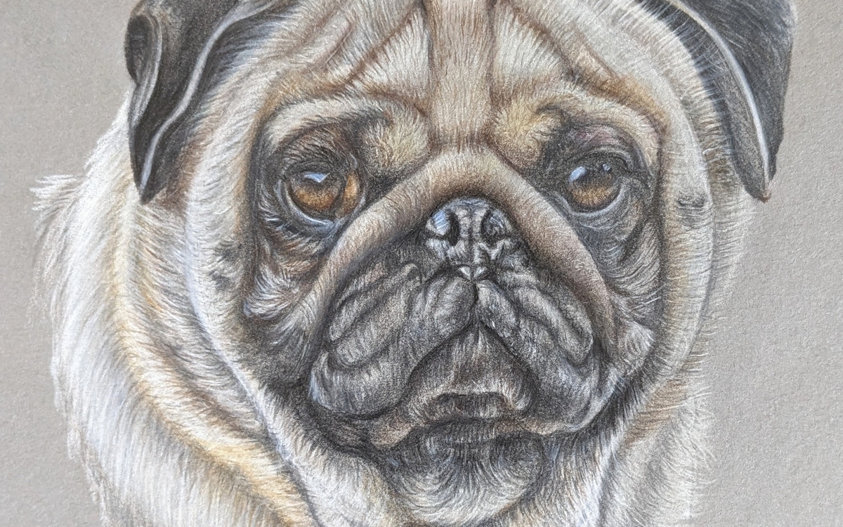 STAGE DESSIN ANIMALIER Ateliers SAINT-BLAISE Paris