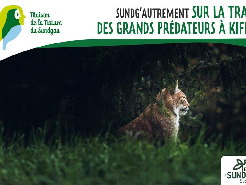 Sur les traces des grands prédateurs à Kiffis Kiffis