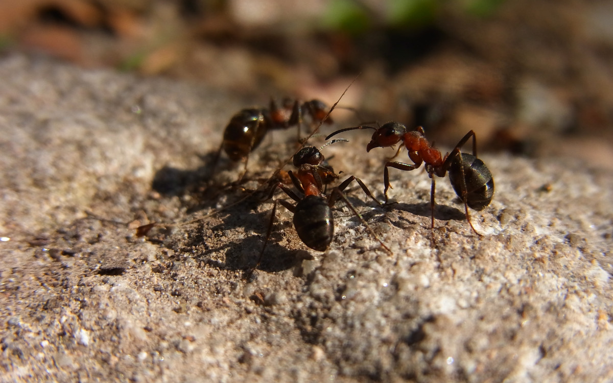 Table ronde : l'entraide dans la nature