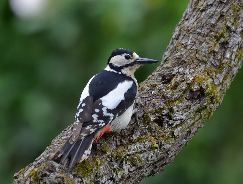 Terre en vert sortie estivale en forêt  Pays de Belvès