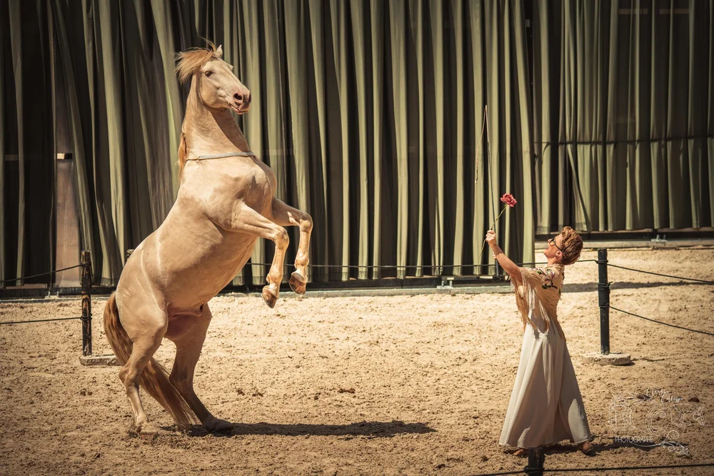 Théâtre équestre Hors(e) série en attendant Broadway Branceilles
