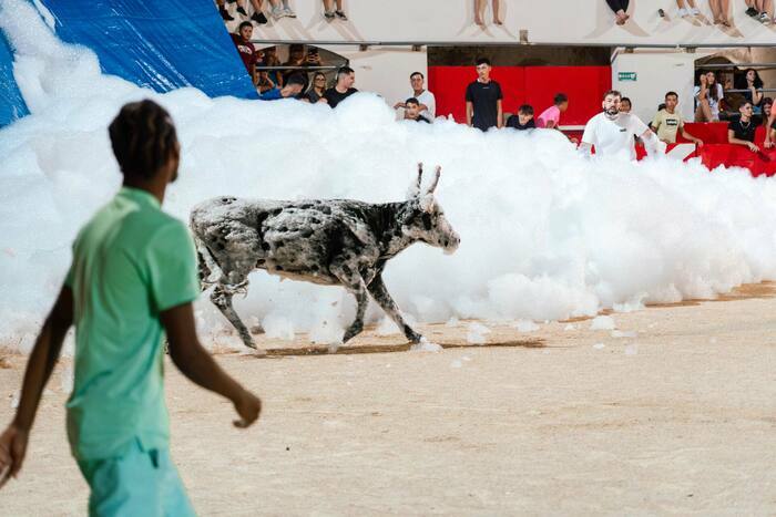 Toro mousse, Arènes du Tempéras, Alès