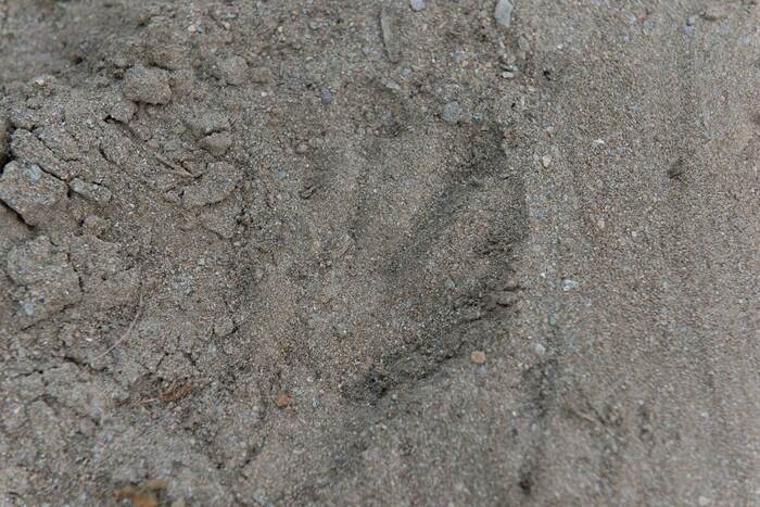 Traces et empreintes Val de l'Hort Anduze