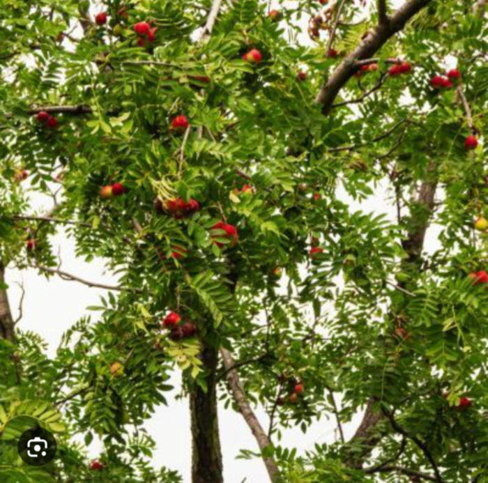 Un arbre à réhabiliter : le Cormier Bouilland