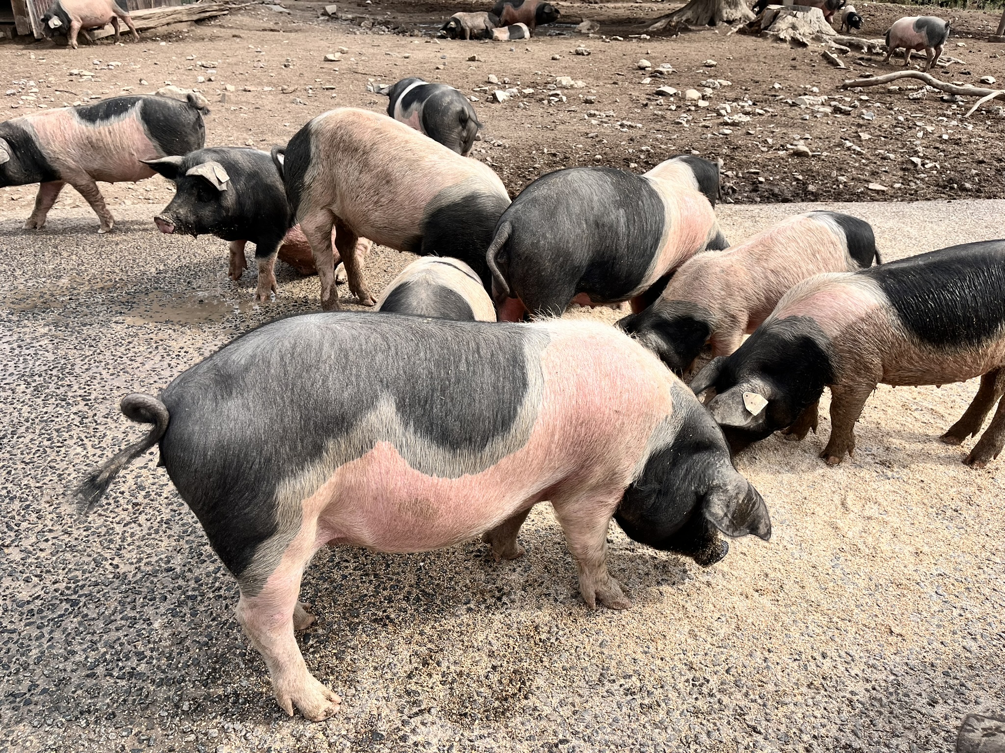 Un cochon bien de chez nous ! 5 Impasse de la cravate Ladignac-le-Long 2026-07-29