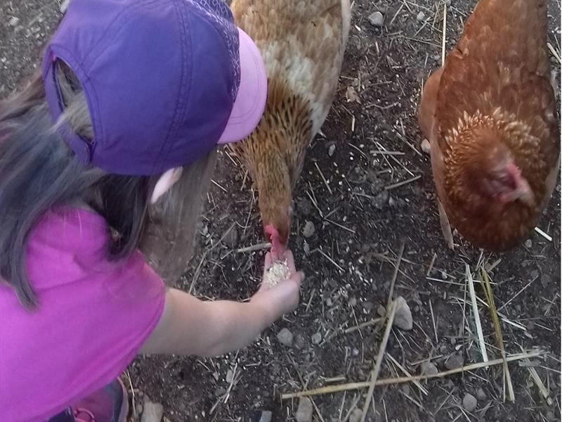 Une journée à la ferme Complicités Animales Ventron